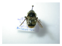 Bombus sylvarum