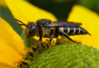 Coelioxys rufescens