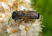 megachile ericetorum