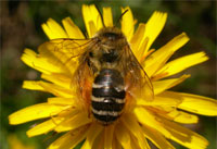 Dasypoda hirtipes