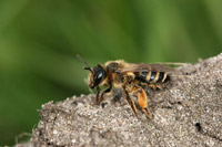 Andrena flavipes Panzer, 1799