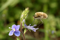 Bombylius venosus Mikan, 1796