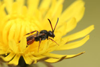 Nomada fabriciana (Linnaeus, 1767)