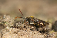 Nomada flavoguttata (Kirby, 1802)