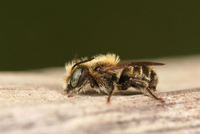 Osmia caerulescens (Linnaeus, 1758)