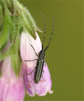 Agapanthia cardui / pannonica