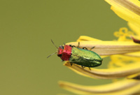 Anthaxia nitidula  (Linnaeus, 1758)