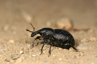 Liparus germanus (Linnaeus, 1758)