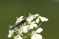 Phytoecia cylindrica (Linnaeus, 1758)