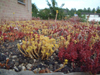 Sedum-groendak, detail beplanting.