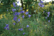 Bloemenweide met adventiefplant Campanula.