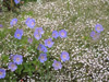 Gypsophila met geranium